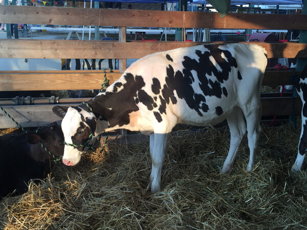 Cow